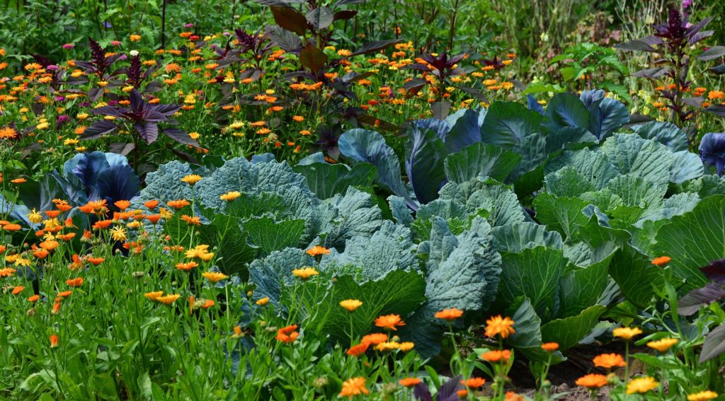 Orto sinergico con ortaggi e fiori di calendula