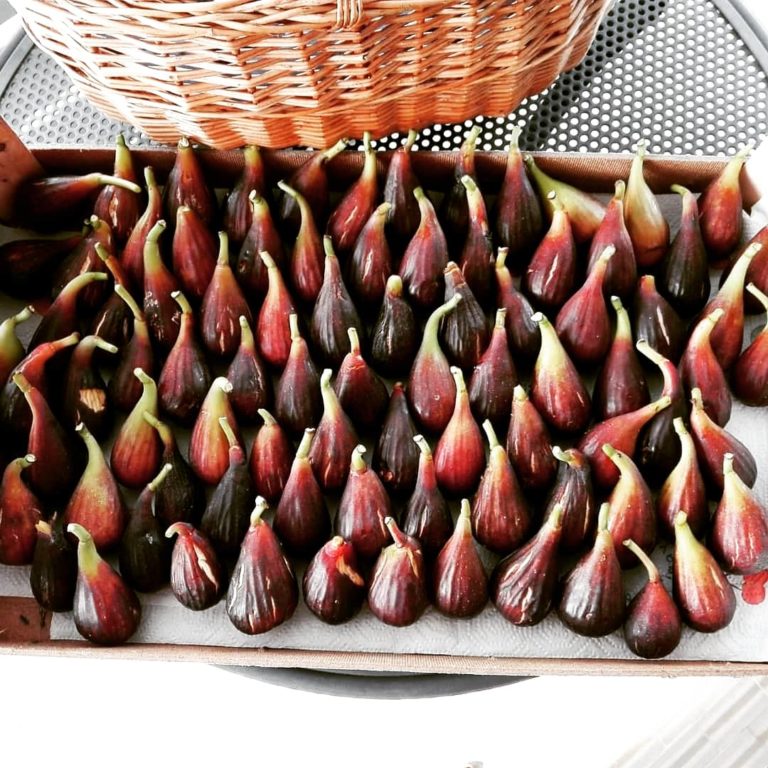 Fichi freschi appena raccolti in un cesto